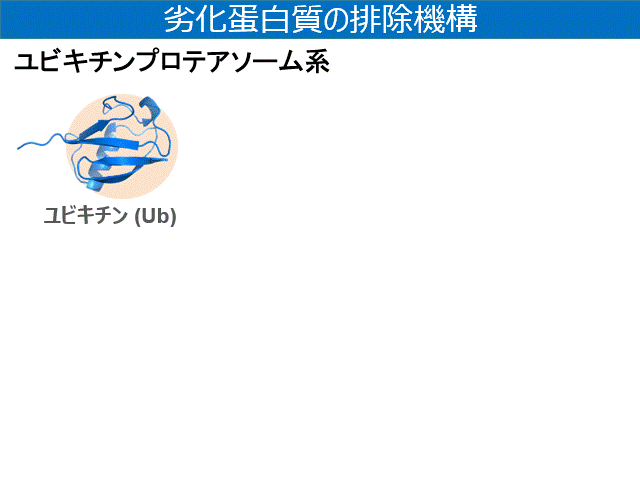 ユビキチン化と脱ユビキチン化の概念図