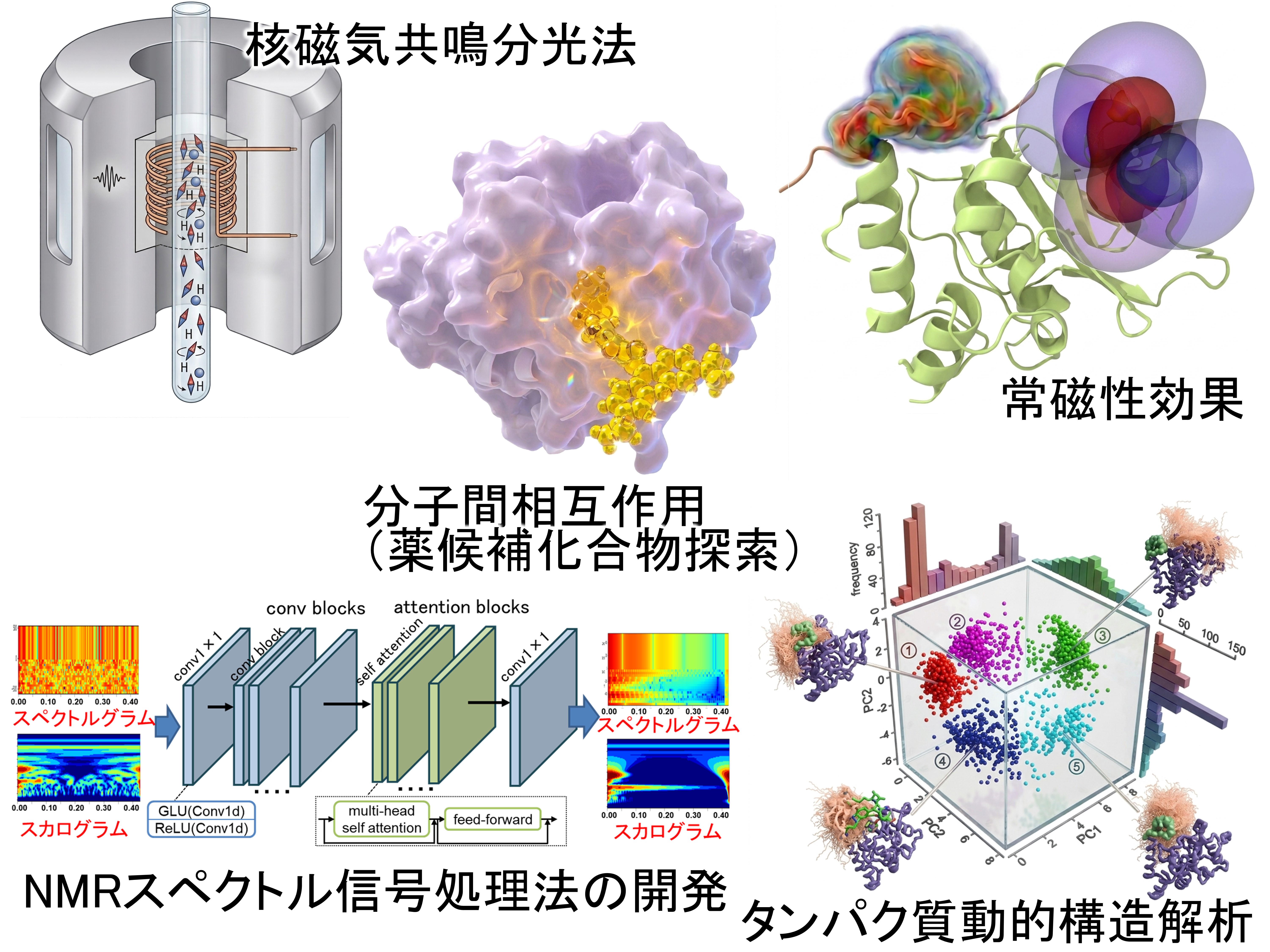 NMR装置、分子間相互作用、常磁性効果、タンパク質動的構造解析を示す研究概要図