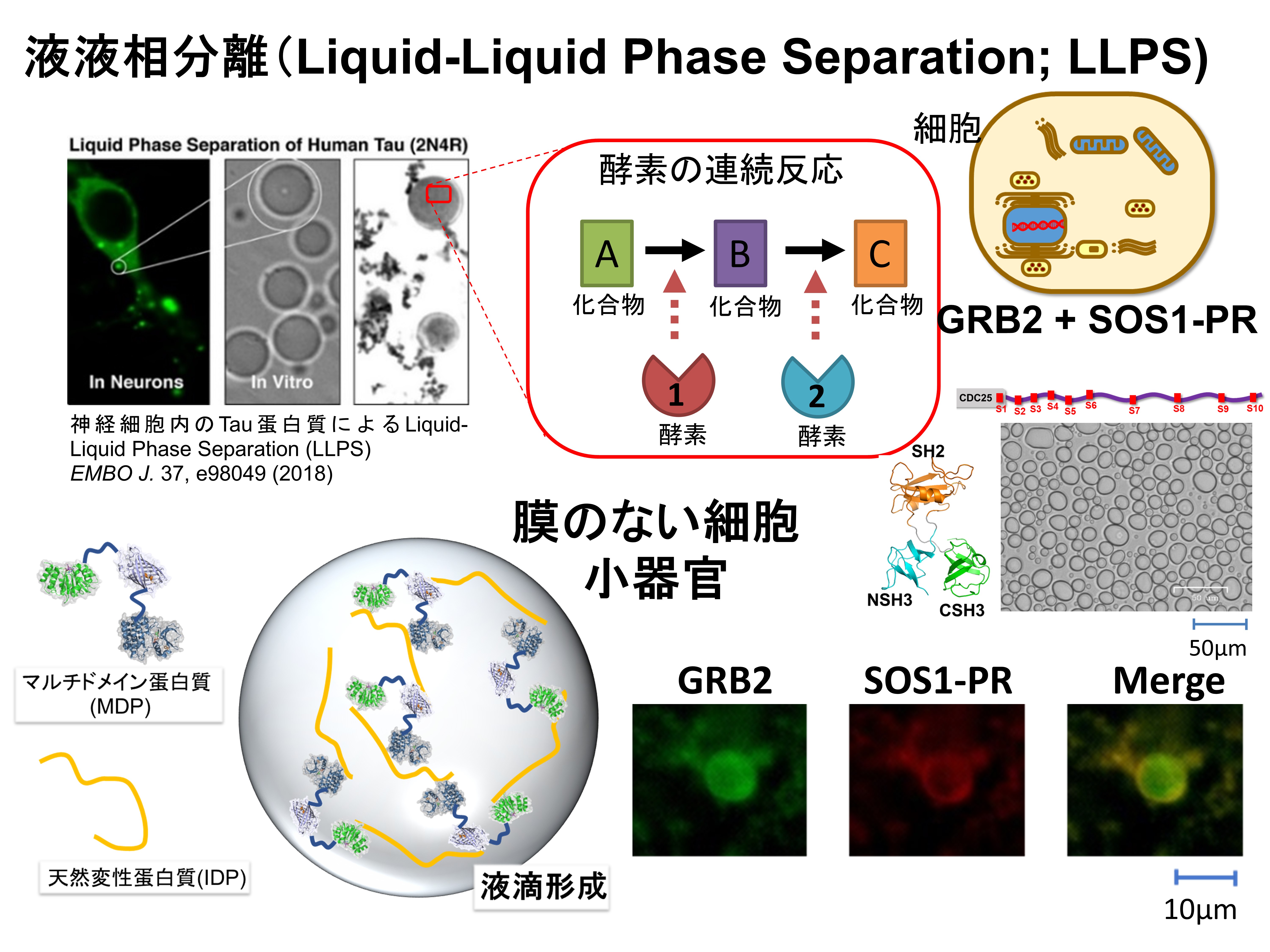 LLPSの概念図