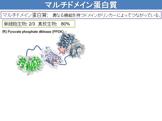 マルチドメインタンパク質と天然変性タンパク質の模式図