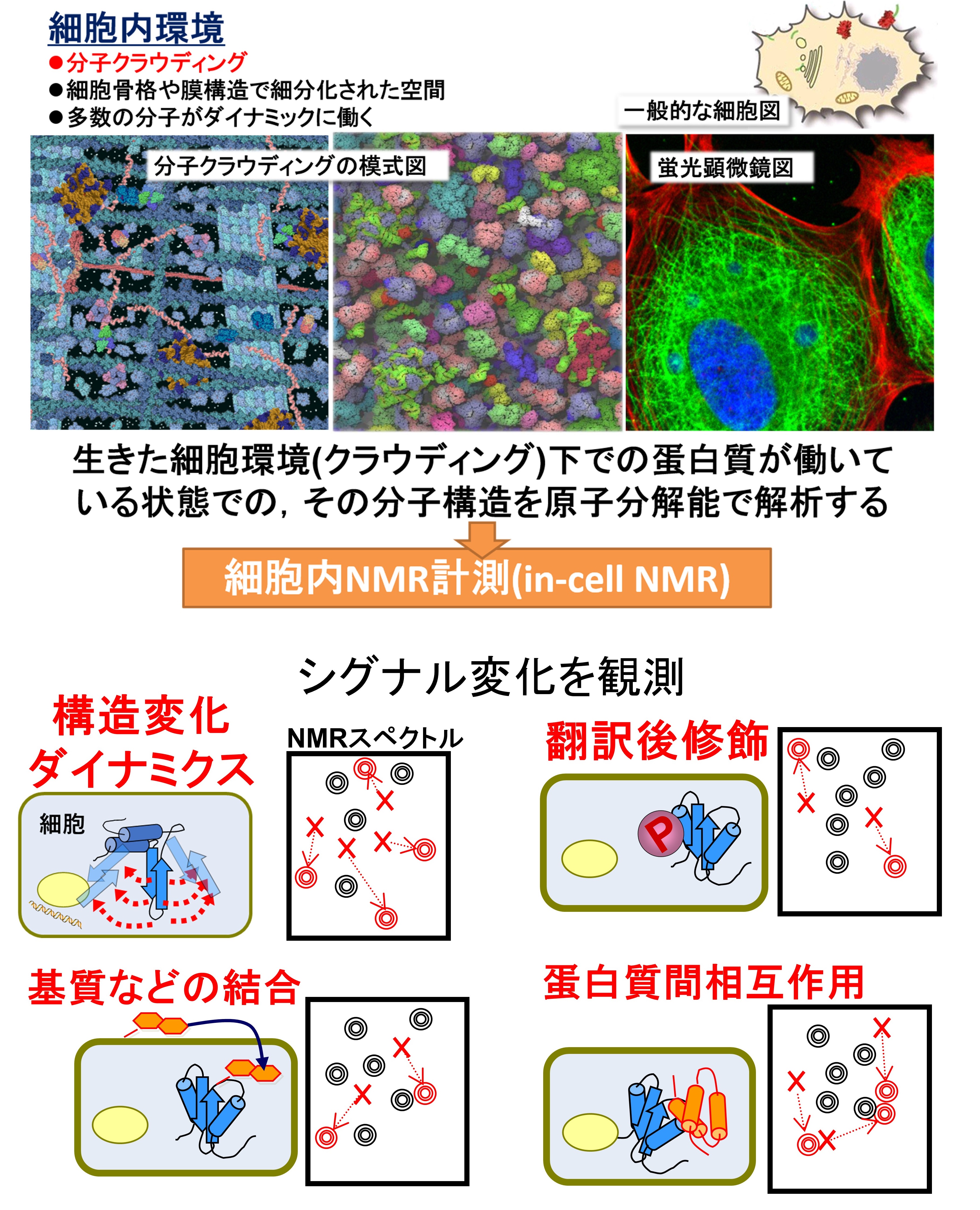 In-cell NMRの概念図．
