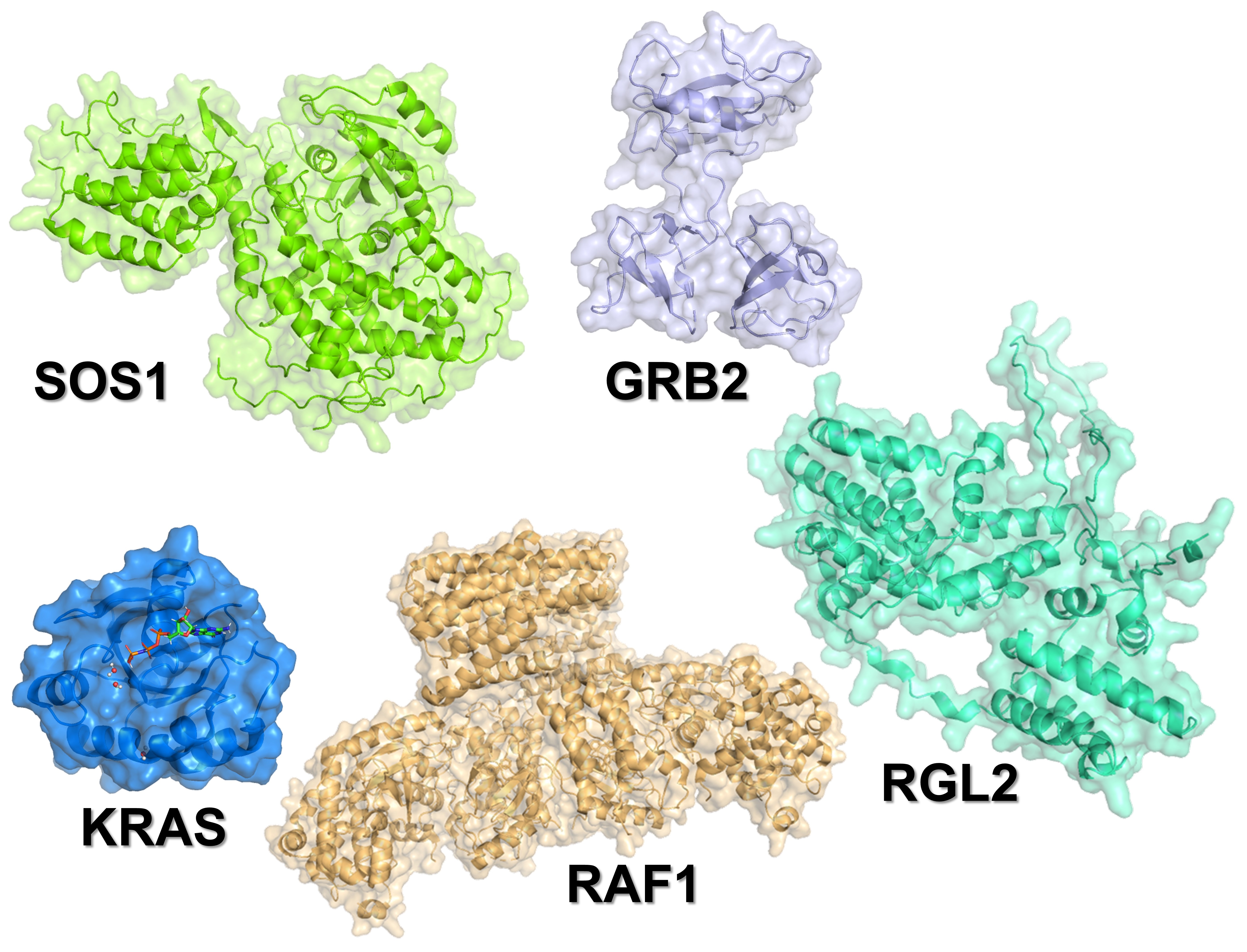 GRB2, SOS1, RAS, RAF1, RGL2の立体構造．